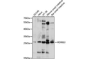 Western blot analysis of extracts of various cell lines, using HOXB13 antibody (ABIN7267765) at 1:1000 dilution.
