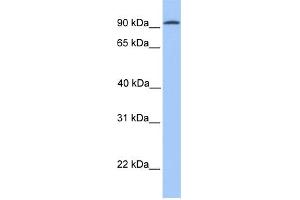 WB Suggested Anti-CDH16 Antibody Titration:  0. (Cadherin-16 anticorps  (N-Term))