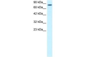 Western Blotting (WB) image for anti-Kinesin Family Member 3B (KIF3B) antibody (ABIN2460838) (KIF3B anticorps)