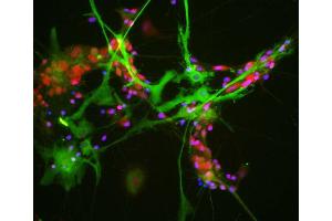 View of mixed neuron/glial cultures stained with ABIN1842244 (green) and our rabbit antibody to NeuN/FOX3 antibody (RPCA-FOX3, red). (ALDOC anticorps  (N-Term))