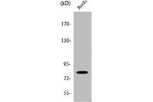 Western Blot analysis of HuvEc cells using SMIT Polyclonal Antibody