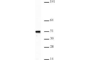 Nap1 pAb tested by Western blot. (NAPSA anticorps)