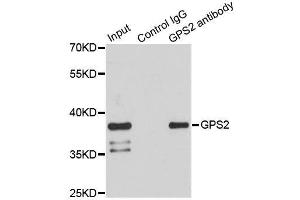 Immunoprecipitation analysis of 150ug extracts of HeLa cells using 3ug GPS2 antibody. (GPS2 anticorps)