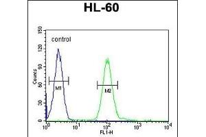 COQ7 Antibody (C-term) (ABIN652061 and ABIN2840529) flow cytometric analysis of HL-60 cells (right histogram) compared to a negative control cell (left histogram). (Coq7 anticorps  (C-Term))