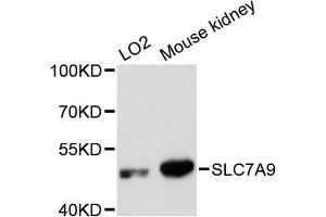 Western blot analysis of extracts of various cell lines, using SLC7A9 antibody. (SLC7A9 anticorps)