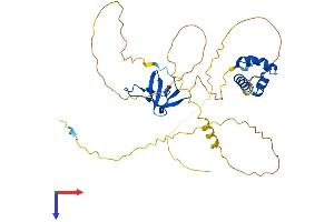 AlphaFold protein structure predicition of Human Recombinant SASH3 Protein, UniprotID O75995