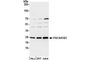 anti-Platelet-Activating Factor Acetylhydrolase 1b, Catalytic Subunit 3 (29kDa) (PAFAH1B3) (AA 1-50) antibody