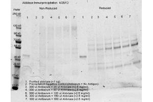 Immunoprecipitation of rabbit anti Aldolase antiserum – Immunoprecipitation performed with 300 ul of antiserum and an equal volume of varied amounts of purified aldolase diluted from a stock solution of ~2.