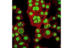 Immunofluorescence analysis of HepG2 cells using OTX2 mouse mAb (green). (OTX2 anticorps)