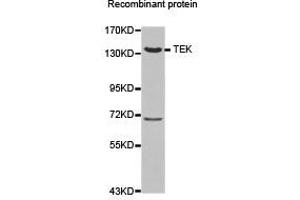 Western Blotting (WB) image for anti-TEK Tyrosine Kinase, Endothelial (TEK) antibody (ABIN1875053) (TEK anticorps)