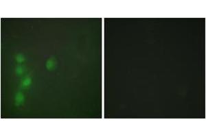 Immunofluorescence (IF) image for anti-Zinc Finger Protein 174 (ZNF174) (AA 201-250) antibody (ABIN2889615) (ZNF174 anticorps  (AA 201-250))