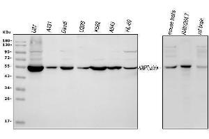 Western blot analysis of Visfatin using anti-Visfatin antibody (ABIN4886677). (NAMPT anticorps  (AA 62-337))