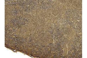 (ABIN185239) (5 μg/mL) staining of paraffin embedded Mouse Spleen.