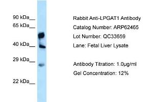 Western Blotting (WB) image for anti-Lysophosphatidylglycerol Acyltransferase 1 (LPGAT1) (C-Term) antibody (ABIN971073) (LPGAT1 anticorps  (C-Term))