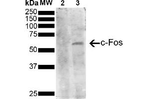Western Blot analysis of Human Serum starved HeLa cells treated with PMA showing detection of 41 kDa c-fos protein using Mouse Anti-c-fos Monoclonal Antibody, Clone 3G11 (ABIN5650643). (c-FOS anticorps  (AA 280-380) (HRP))