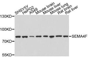 Western blot analysis of extracts of various cell lines, using SEMA4F antibody. (SEMA4F anticorps  (AA 280-420))