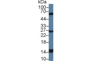 Detection of GAL2 in Mouse Stomach lysate using Polyclonal Antibody to Galectin 2 (GAL2) (Gallinacin-2 (GAL2) (AA 1-123) anticorps)