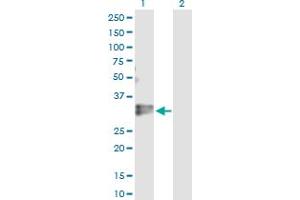 Western Blot analysis of KLF16 expression in transfected 293T cell line by KLF16 MaxPab polyclonal antibody.