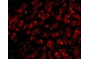 Immunofluorescence (IF) image for anti-Apolipoprotein A-I (APOA1) (N-Term) antibody (ABIN1031235) (APOA1 anticorps  (N-Term))