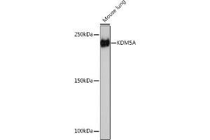 Western blot analysis of extracts of Mouse lung, using KDM5A Rabbit mAb (ABIN7268330) at 1:1000 dilution. (KDM5A anticorps)