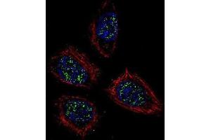 Immunofluorescence (IF) image for anti-Pinin, Desmosome Associated Protein (PNN) antibody (ABIN2996252) (PNN anticorps)