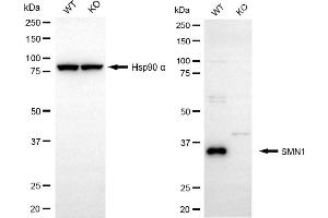 Western blotting analysis using SMN1 antibody (ABIN7800471). (Recombinant SMN1 anticorps)