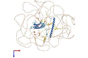 AlphaFold protein structure predicition of Human Recombinant RAB11FIP1 Protein, UniprotID Q6WKZ4