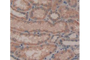 IHC-P analysis of kidney tissue, with DAB staining. (AGRN anticorps  (AA 1329-1548))