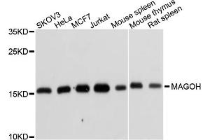Western blot analysis of extracts of various cell lines, using MAGOH antibody (ABIN1877064) at 1:1000 dilution. (MAGOH anticorps)
