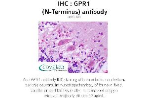Image no. 1 for anti-G Protein-Coupled Receptor 1 (GPR1) (Extracellular Domain), (N-Term) antibody (ABIN1734890) (G Protein-Coupled Receptor 1 anticorps  (Extracellular Domain, N-Term))