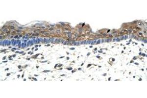 Immunohistochemical staining (Formalin-fixed paraffin-embedded sections) of human skin with APOBEC2 polyclonal antibody  at 4-8 ug/mL working concentration. (APOBEC2 anticorps  (N-Term))
