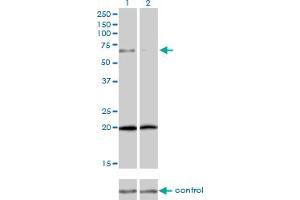 Western blot analysis of ZYX over-expressed 293 cell line, cotransfected with ZYX Validated Chimera RNAi (Lane 2) or non-transfected control (Lane 1). (ZYX anticorps  (AA 1-572))