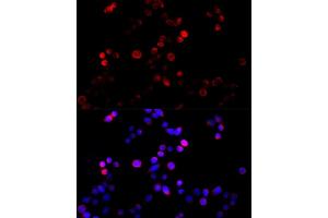 Immunofluorescence analysis of HeLa cells using Cyclin B1 Rabbit pAb (ABIN7266555) at dilution of 1:100 (40x lens).