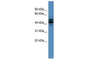 Antxr2 antibody used at 0.