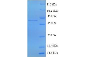 Cathepsin G (CTSG) (AA 21-261) protein (His-SUMO Tag)