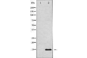 Western blot analysis of Histone H2A. (H2AFX anticorps)
