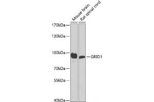 Western blot analysis of extracts of various cell lines using GRID1 Polyclonal Antibody at dilution of 1:1000. (GRID1 anticorps)