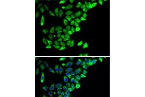 Immunofluorescence analysis of A-549 cells using PTGES2 Polyclonal Antibody (PTGES2 anticorps)