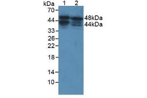 Figure . (ACPP anticorps  (AA 217-386))