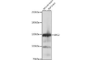 Western blot analysis of extracts of various cell lines, using ERC2 antibody (ABIN7266918) at 1:1000 dilution. (ERC2 anticorps  (AA 770-850))