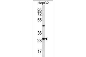 PROSC Antibody (C-term) (ABIN656950 and ABIN2846137) western blot analysis in HepG2 cell line lysates (35 μg/lane). (PROSC anticorps  (C-Term))