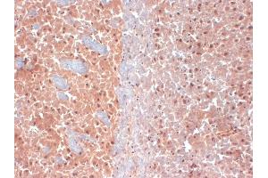 IHC analysis of KCNQ4 in frozen sections of mouse brain extract using KCNQ4 antibody. (KCNQ4 anticorps  (AA 2-77))