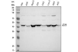 anti-Isocitrate Dehydrogenase 1 (NADP+), Soluble (IDH1) (AA 381-413), (C-Term) antibody
