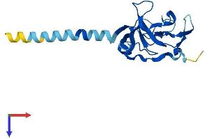 AlphaFold protein structure predicition of Mouse Recombinant Immp2l Protein, UniprotID Q8BPT6