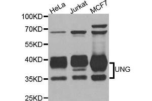 Western blot analysis of extracts of various cell lines, using UNG antibody. (UNG anticorps)