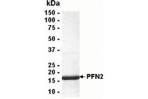 Western Blotting (WB) image for Profilin 2 (PFN2) (AA 1-140) protein (ABIN2468972) (PFN2 Protein (AA 1-140))