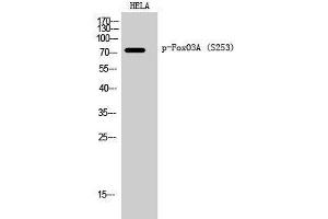 Western Blot analysis of Hela cells using Phospho-FOXO3 (Ser253) Polyclonal Antibody at dilution of 1:2000 (FOXO3 anticorps  (pSer253))