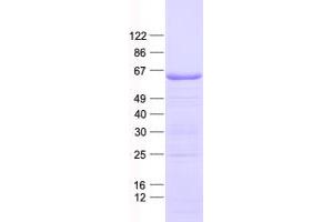 Validation with Western Blot (SPATA16 Protein (His tag))