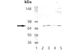 Western blot analysis: Lane 1: MW marker, Lane 2: Mouse Brain Tissue Extract, Lane 3: Rat Brain Tissue Extract, Lane 4: EKS4 Cell Lysate, Lane 5: HS67 Cell Lysate probed with PKG pAb. (PRKG1 anticorps)