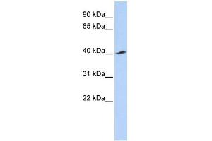 KCNJ16 antibody used at 1 ug/ml to detect target protein. (KIR5.1 anticorps  (Middle Region))